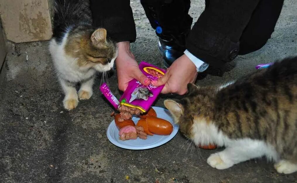 Помогли кошкам. Кормить бездомных кошек. Кормление бездомных животных. Кормить бездомных животных. Человек кормит кота.