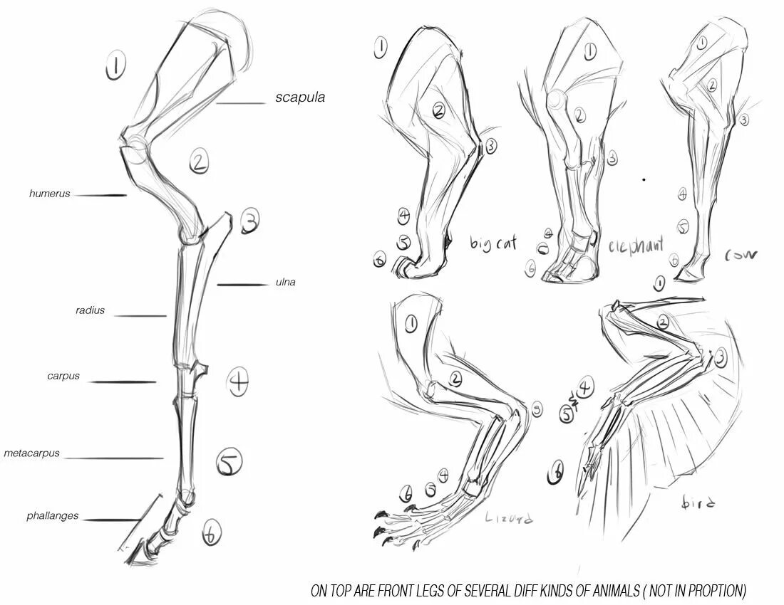Строение конечностей рисунок. Анатомия ноги животного. Нарисованные конечности животных. Рисунки положения тела и конечностей животного. Ноги разных животных.
