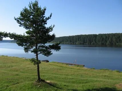 Река белая сосна