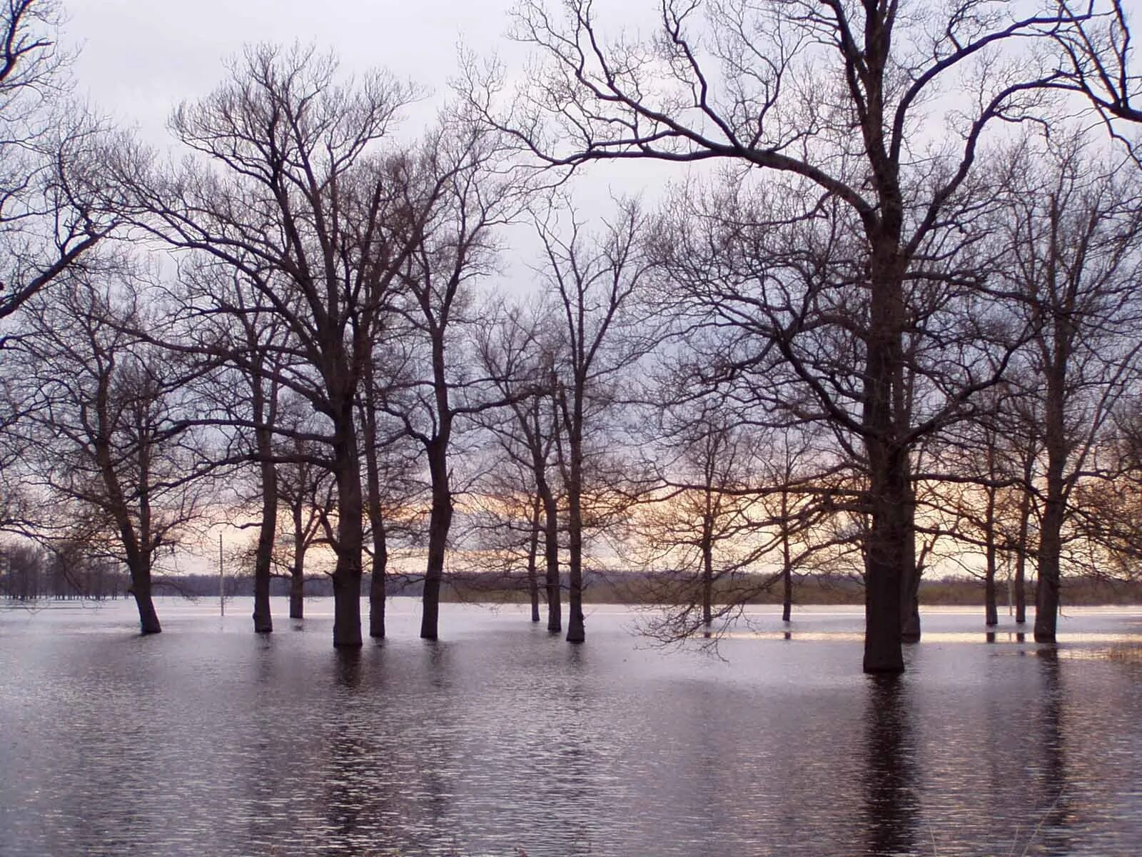 Весеннее половодье. Река шерна владимирская область. Река разлилась. Весна половодье. К чему снится разлив реки.