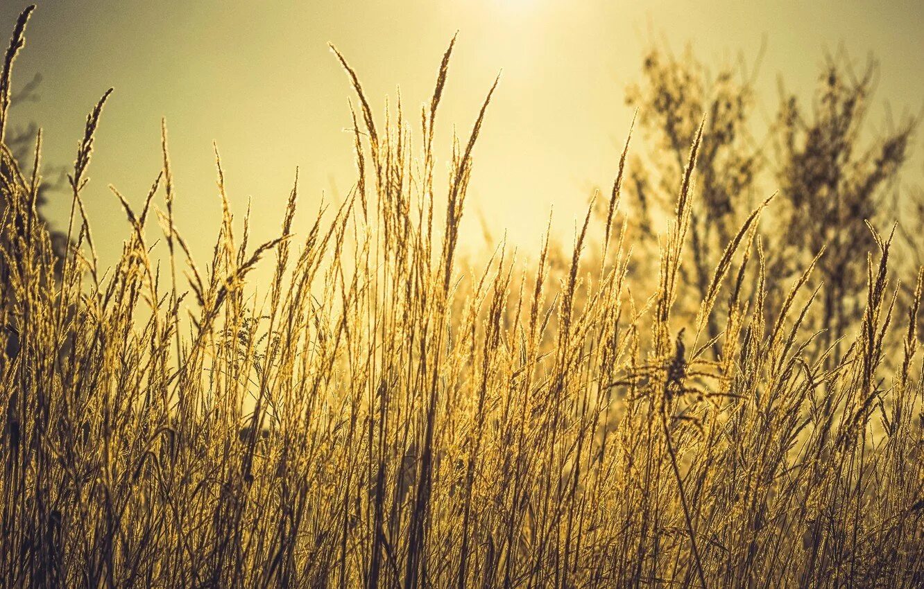 красивая сухая трава. сухоцветы полевой камыш. сухая трава. поле сухой травы. сухая осенняя трава.