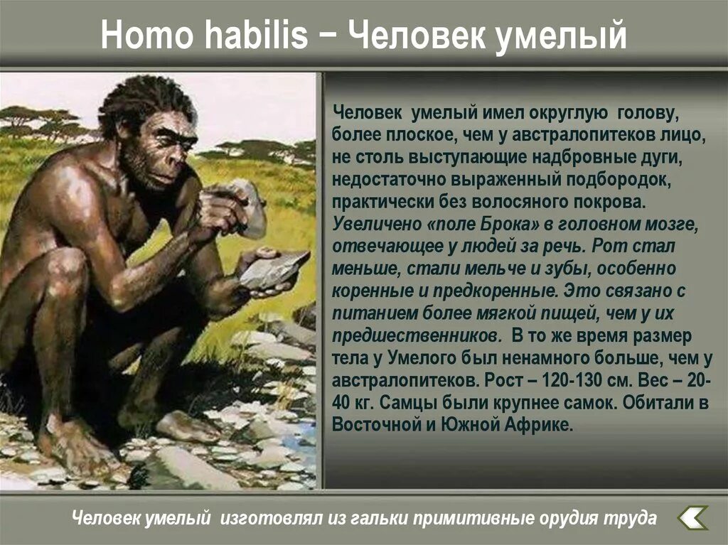 Почему одного из предков назвали человеком умелым. Человек умелый. Человек умелый внешний вид. Человек умелый человек. Презентация на тему человек умелый.