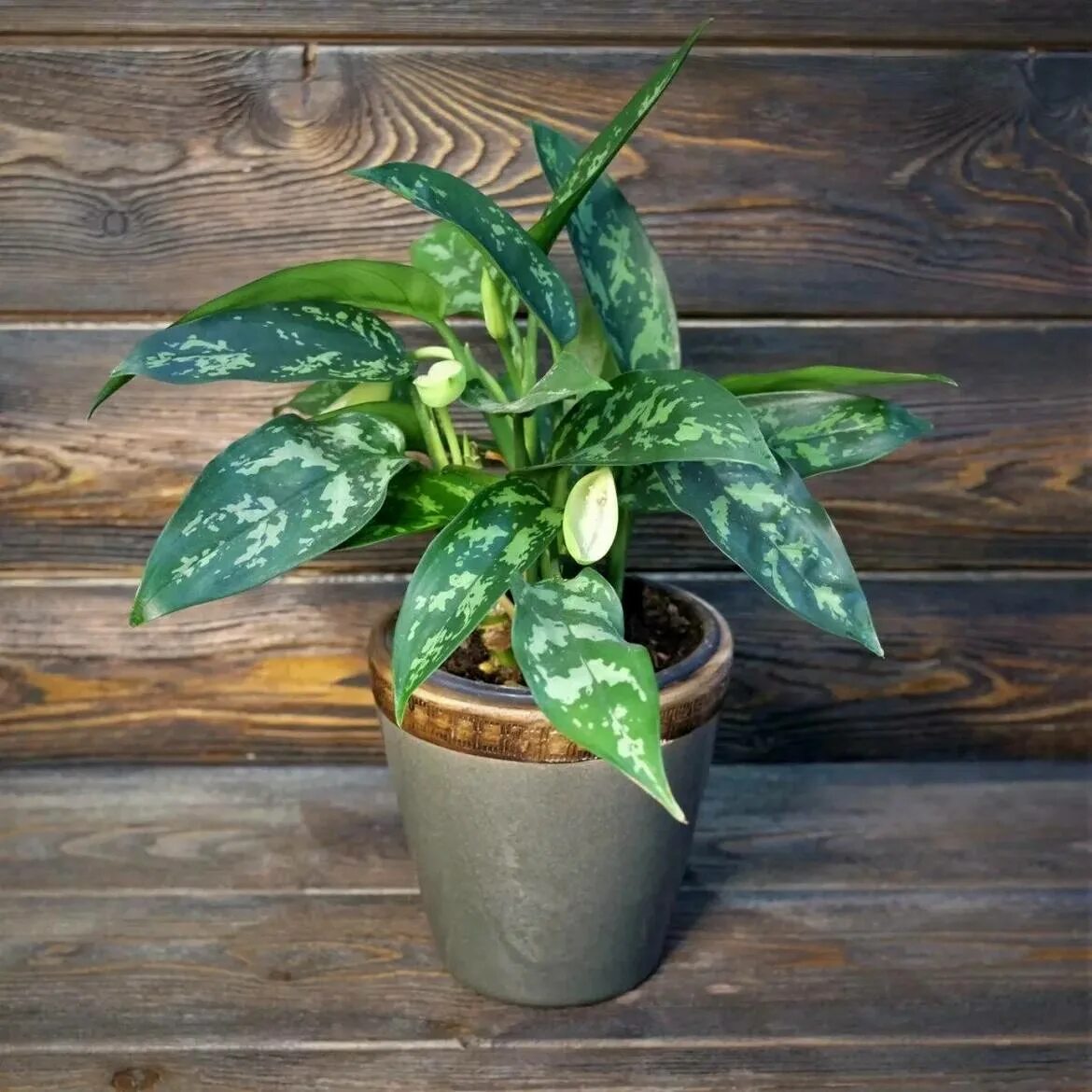 My Nice Flowers - The Tropical Plants Finder: Aglaonema 'Dud Unyamanee'
