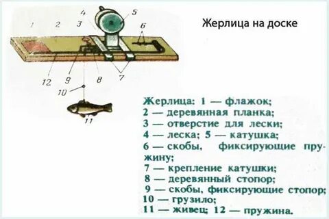 Сколько жерлиц на человека
