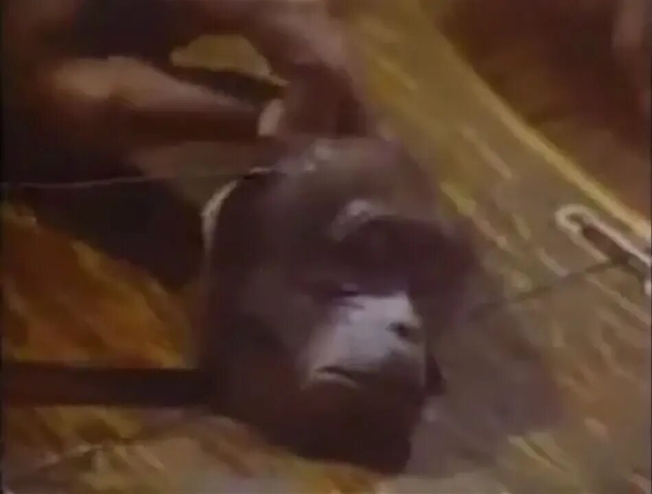 Мозг живой обезьяны. Лики смерти 2001 документальный. Мозг обезьяны Лики смерти.