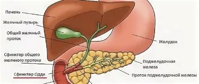 Организм без желчного пузыря. Фатеров сосочек и сфинктер Одди. Общий желчный проток открывается. Большой дуоденальный сосочек анатомия. Сфинктер Одди расположение.