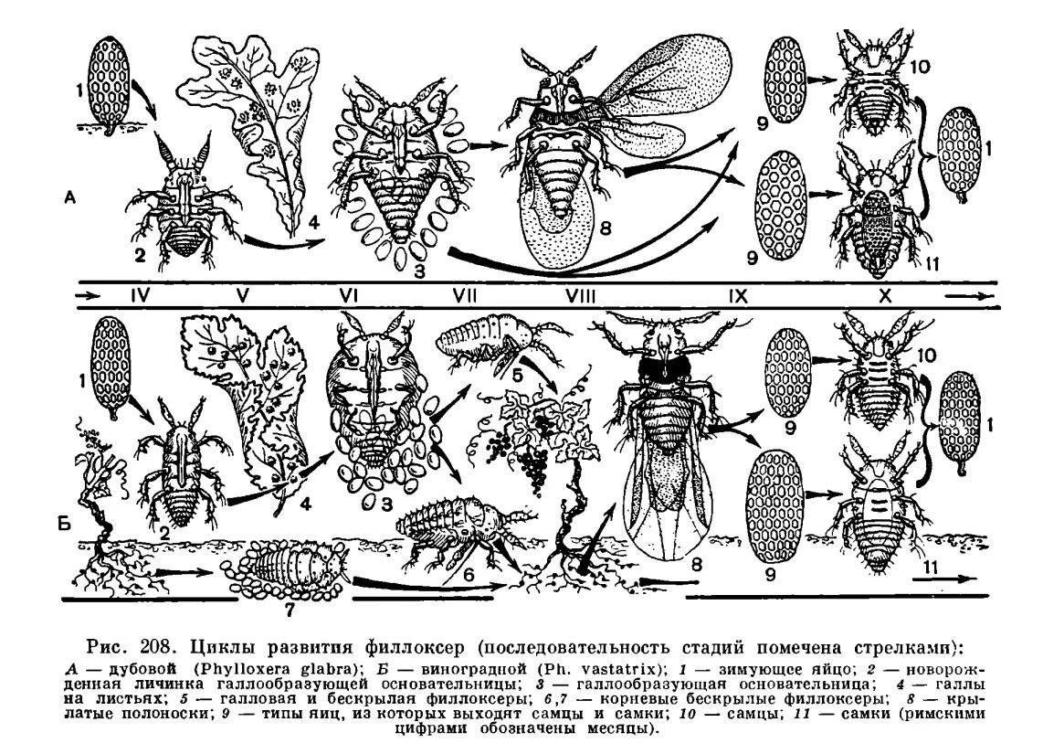 Какое развитие у тли. Филлоксера Виноградная (Виноградная тля). Виноградная филлоксера цикл развития. Этапы развития тли. Тля фазы развития.