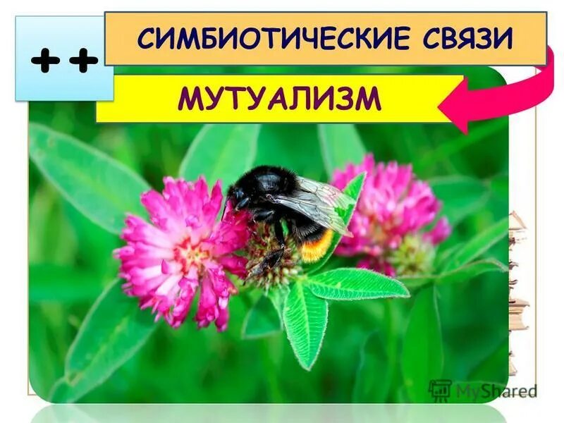 Мутуализм характер взаимодействия. Мутуалистические отношения в популяции. Мутуализм это в биологии. Симбиотические связи. Мутуализм лишайники.