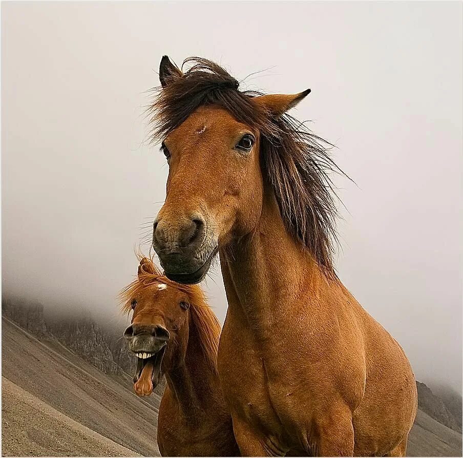 Horses are beautiful. Красивые лошади. Добрый конь. Милая лошадь. Интересное про лошадей.