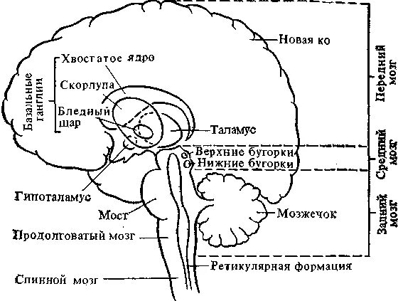 Подкорковые структуры головного мозга схема. Хвостатое ядро мозга строение. Подкорковые ядра головного мозга схема. Подкорковые структуры мозга анатомия.