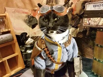 Атомные коты