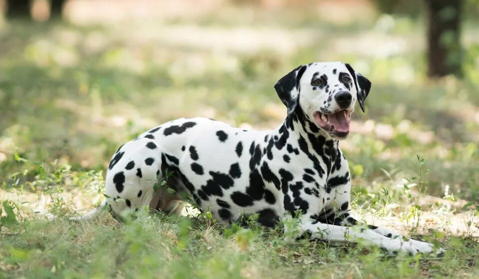 Собаки породы далматинец. Далматин и дог мраморный. 101 далматинец игра. Далматинец охотничья собака. Пятнистый пятнистые спасателя далматинец.