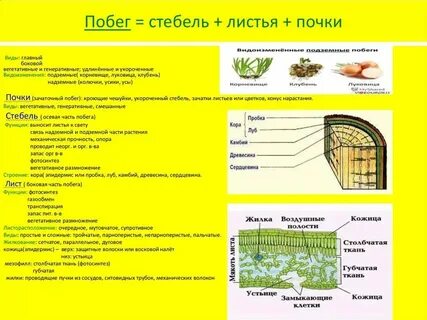 Какую функцию выполняют сердцевина стебля