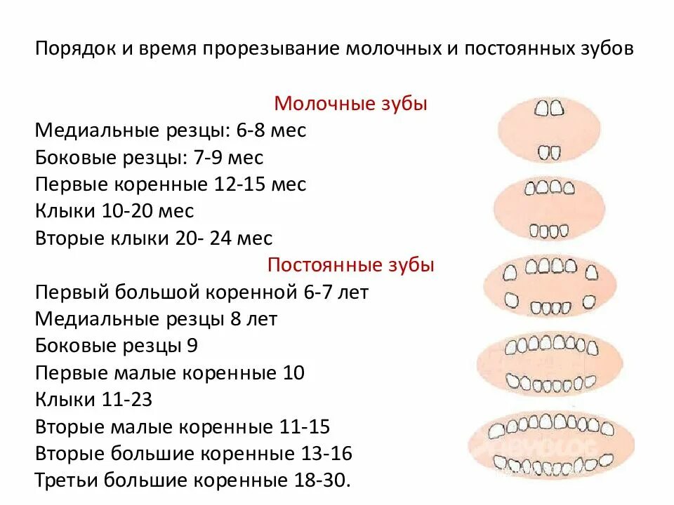 Сроки прорезывания молочных зубов - Детская стоматологическая клиника Вологда