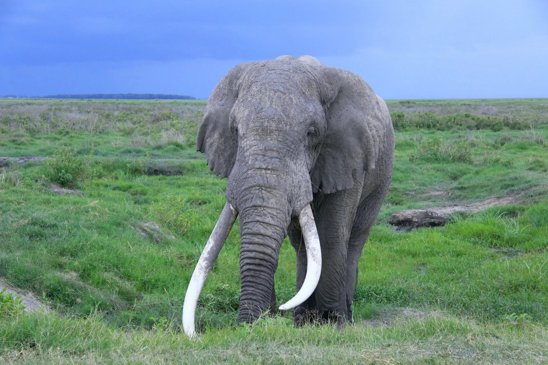 Elephant tusks. Хобот и бивни слона. Бивни африканского слона. Слоновий бивень. Слоны с бивнями.