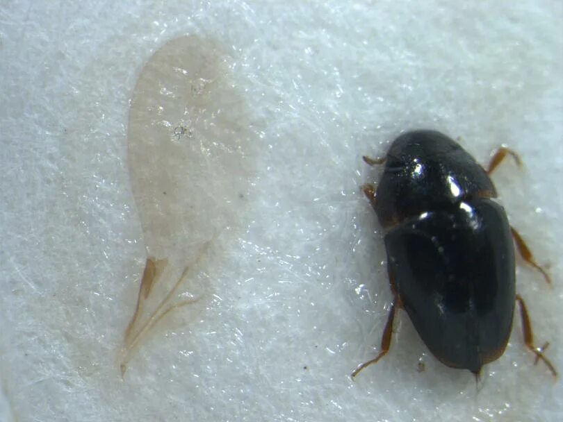 жуки в москве с названиями. жесткокрылые жуки. жук вместе. мадагаскарский жук носорог. жук носорог большой черный.