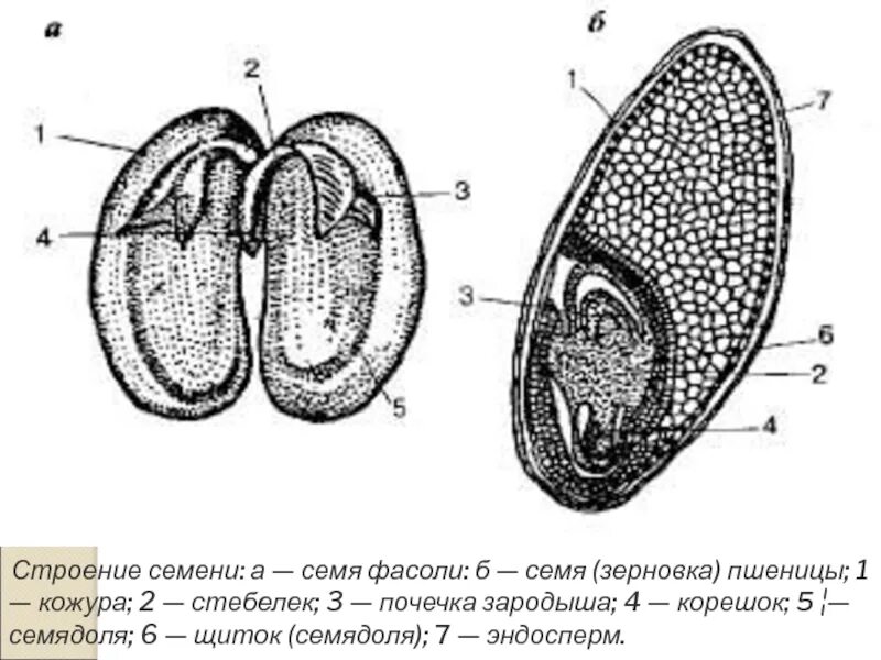 Рассмотрите рисунок семени какая структура обозначена. Строение семян однодольных растений Зерновка пшеницы. Строение семени фасоли и зерновки пшеницы биология 6 класс. Строение зерновки пшеницы. Строение семени фасоли. Строение семени зерновки.