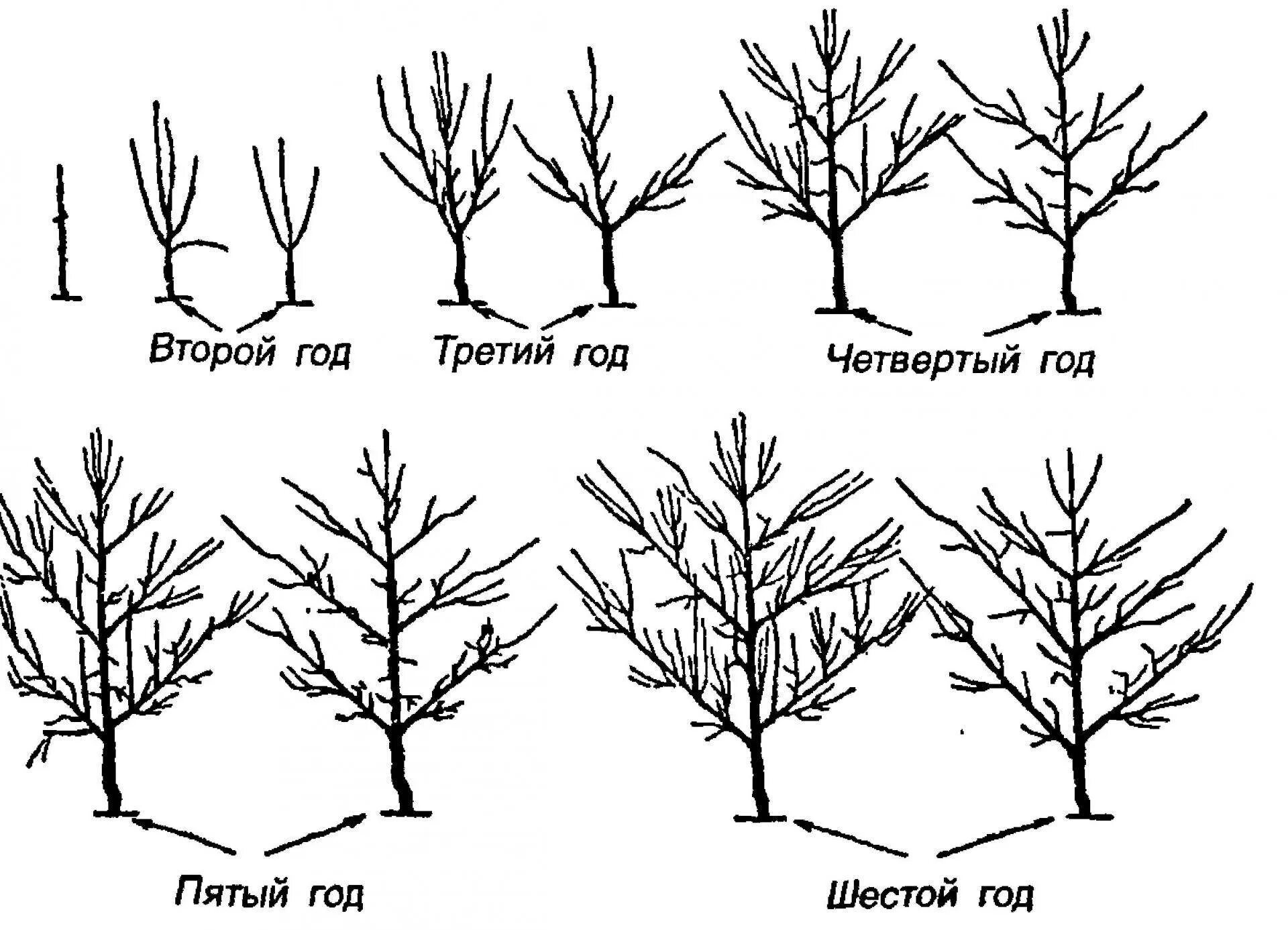 Формирование молодого дерева