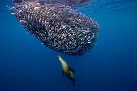 And fish lives in the sea
