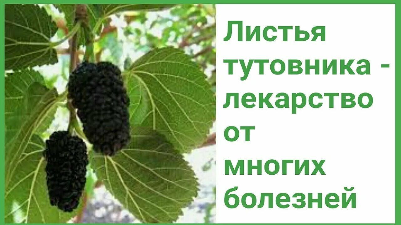 Листья черного польза. Тутовник дерево листья. Шелковица Кавказская. Тутовник шелковица лекарство. Листья шелковицы полезные.