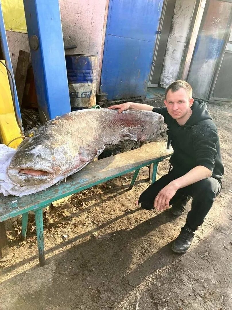 Нововоронеж водохранилище тилапия. Какую рыбу выловили. Рыбы мутанты в реке волга. Сельдяной король рыба. Рыба в волге.