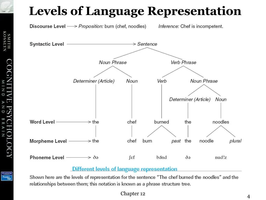 English language structure. Language levels. levels of the language system. levels of linguistics. the levels of language and relations between them.