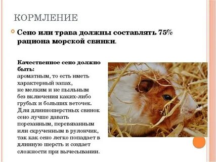 Сколько давать корма морской свинке