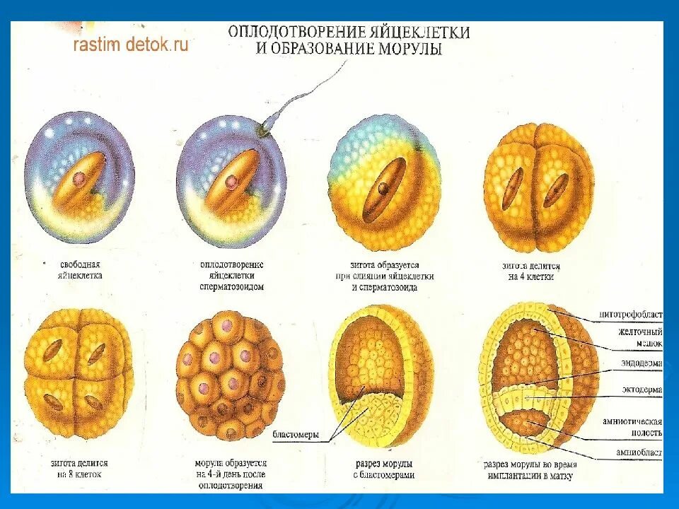 После оплодотворения яйцеклетки и первых. Имплантация оплодотворенной яйцеклетки. Признаки оплодотворенной яйцеклетки. Образование и движение оплодотворенной яйцеклетки схема. Физиология беременности оплодотворение.