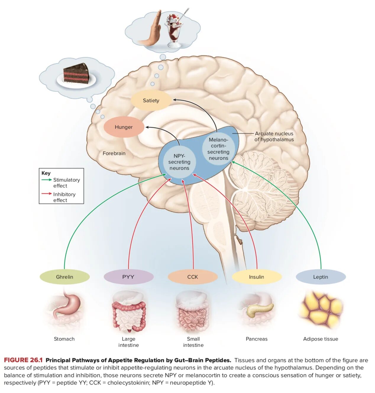 Гипоталамус и голод. Hunger and satiety. Hunger and satiety Regulation of hypothalamus. Поступление лептина в мозг. Транспорт лептина.