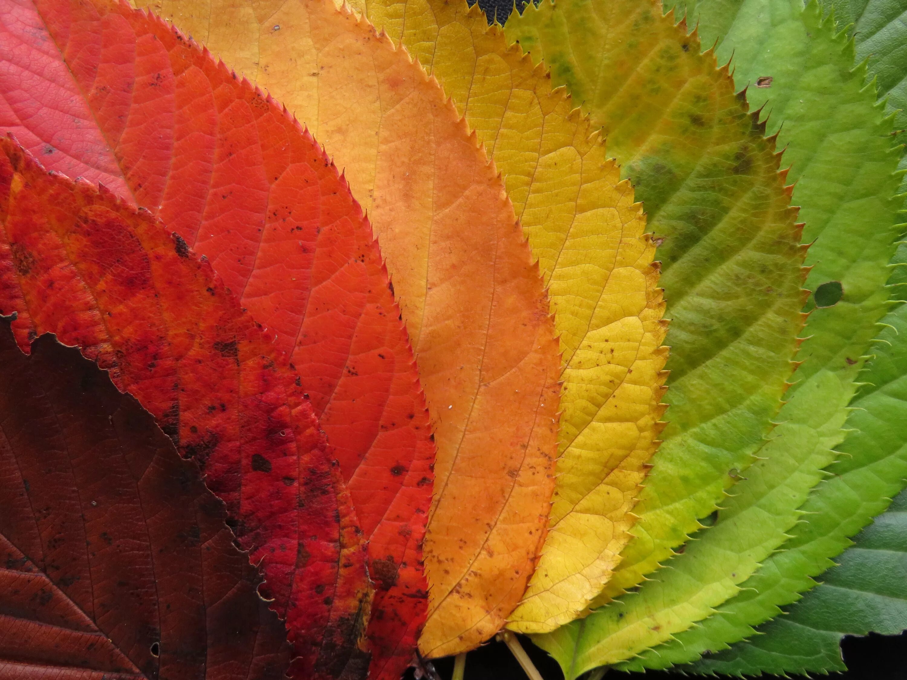 Разноцветные листья. Цвет листьев. Цвета осени. Разноцветные осенние листья.