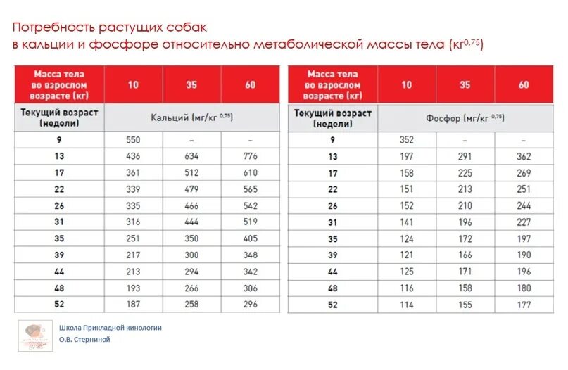 Потребность собак в микроэлементах. Потребность в белке. Потребность собак в энергии. Потребность животных в питательных веществах. Характеристика различных возрастных периодов телят.