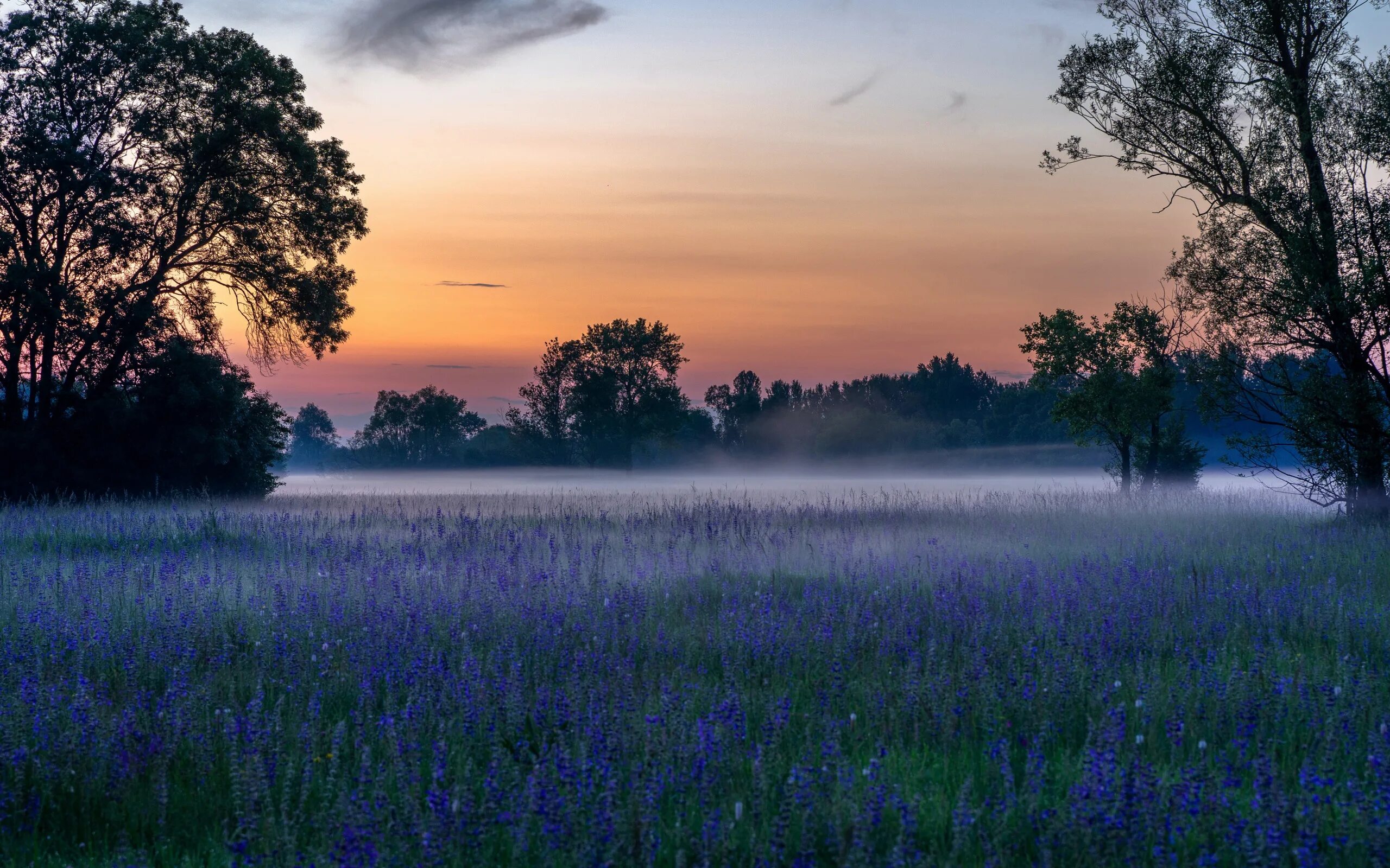 Лес туман лето. Утреннее поле. Красивое поле. Цветущее поле. Туманное утро в поле.