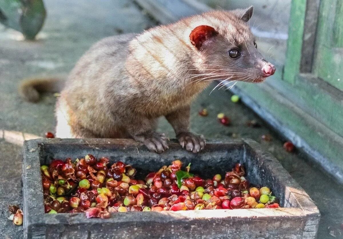 Какой кофе из какашек. Копи лювак. пальмовая куница лювак. копи лювак животное. копи лювак кофе.