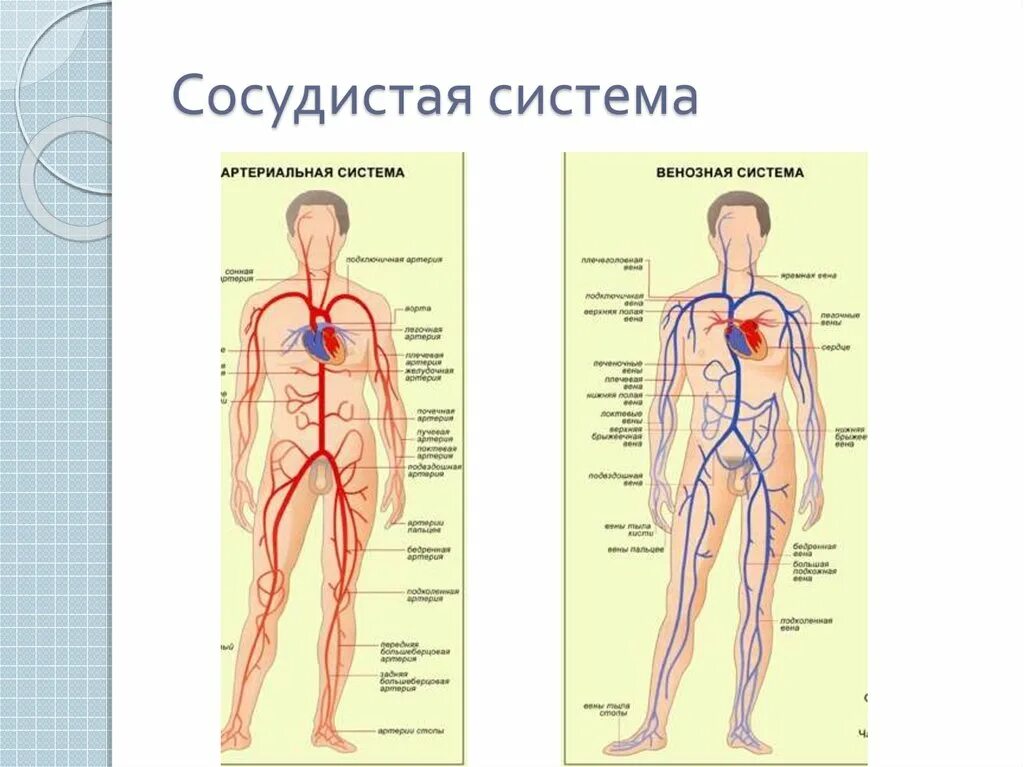 Вены и артерии схема. Схема строения венозной системы человека. Кровеносная система человека схема анатомия. Общий план строения и функции венозной системы. Венозная и артериальная система человека схема.
