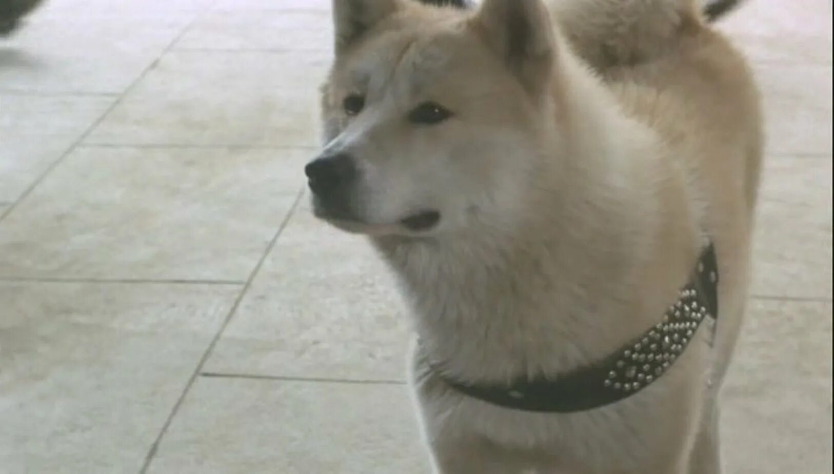 Хатико фогель текст. Хатико реальная собака. Хатико 1923. Как с японского переводится кличка собаки хатико. Хидэсабуро уэно и хатико фото.