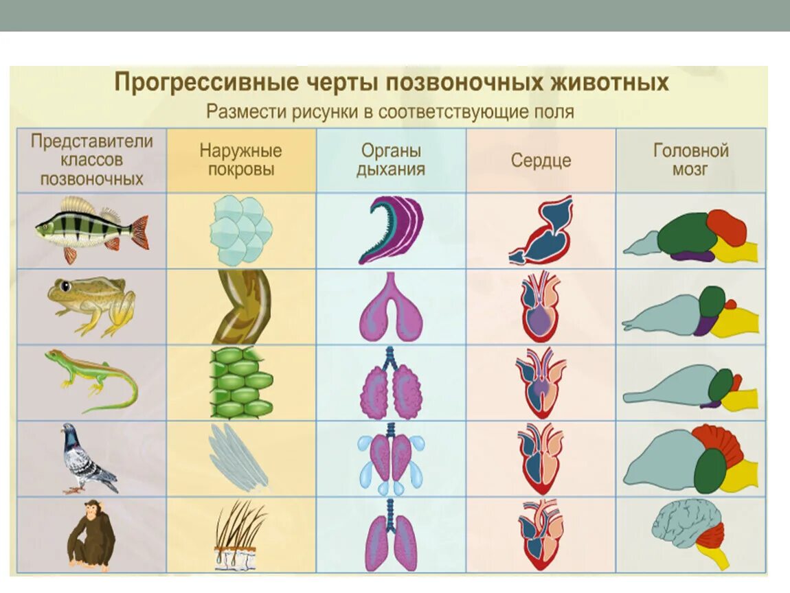 Эволюция мозга у позвоночных животных. Эволюционное Древо хордовых. Эволюция кровеносной системы хордовых животных. Эволюция органов дыхательной системы хордовых. Эволюция дыхательной системы хордовых животных.