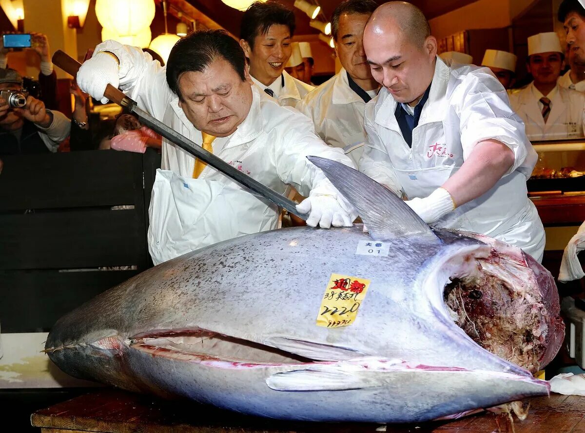 Тунец 500 кг. Тихоокеанский голубой тунец.