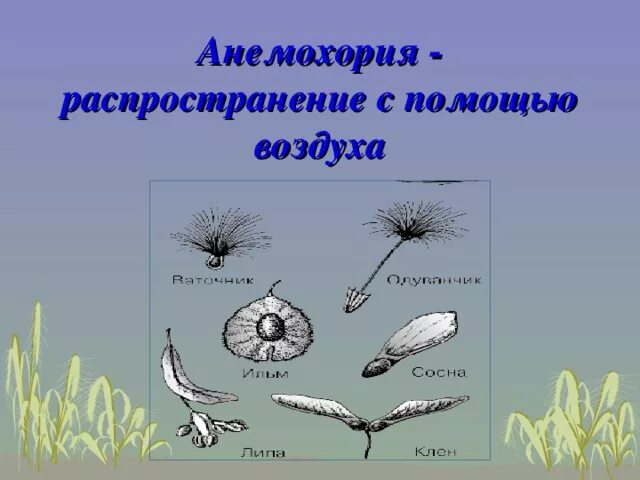 Растения распространение водой. Анемохорные растения примеры. Распространение с помощью ветра. Анемохория характерна для. Анемохория распространение семян.