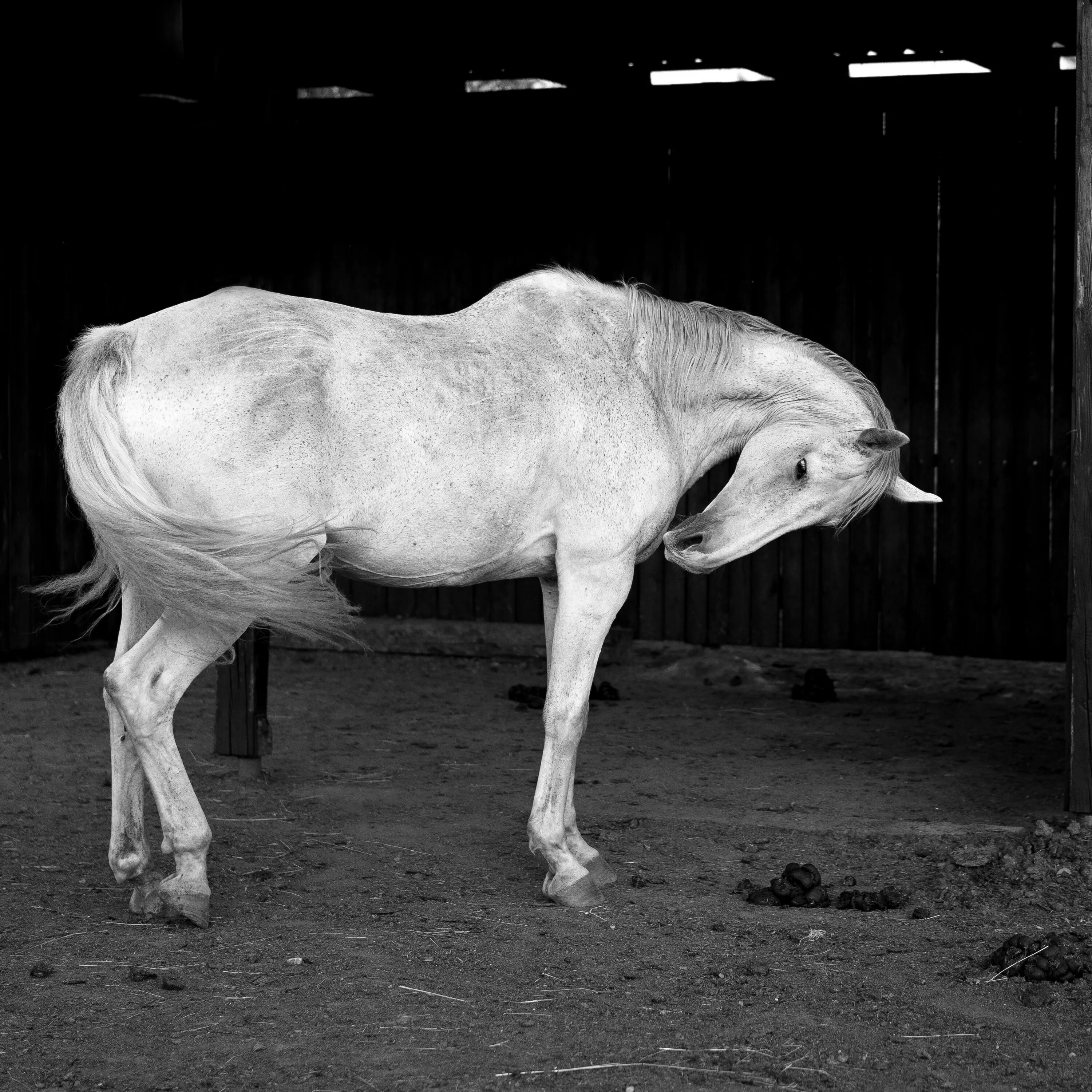 Беременна ли лошадь. Черная и белая лошадь. Лошадь черно белая. Фото домашних животных в черно белом. Черно белые фотографии лошадей.