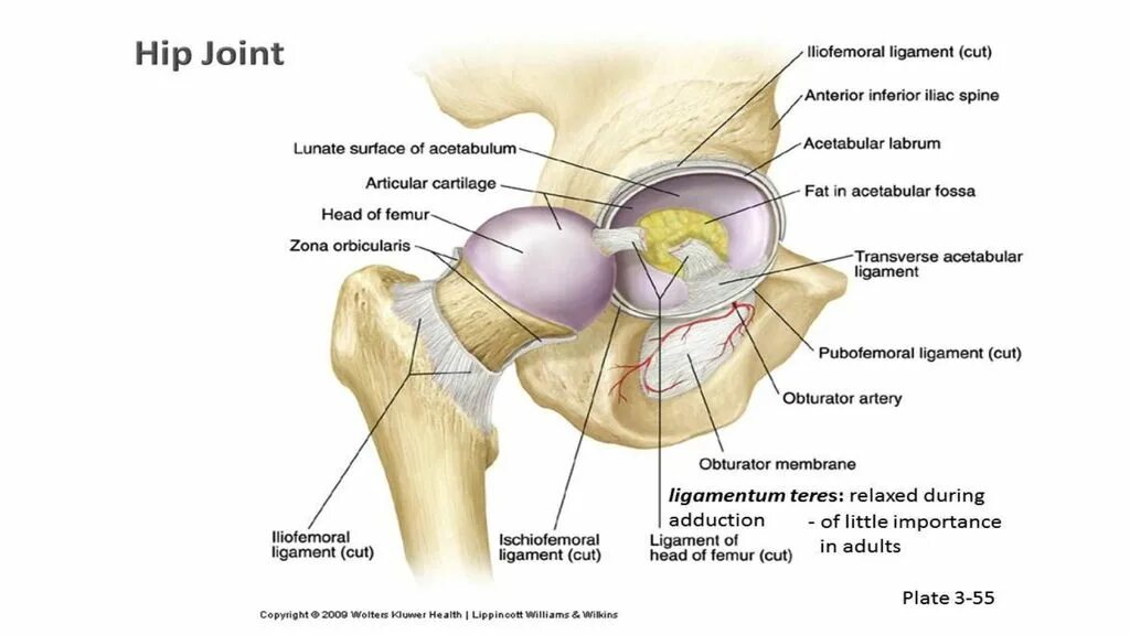 Тазобедренный сустав анатомия строение. Поперечная вертлужная связка. Поперечная связка вертлужной впадины тазобедренного сустава. Тазобедренный сустав головка бедра вертлужная впадина. Правый бедренный сустав