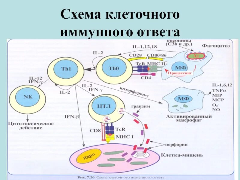 Развитие иммунного ответа