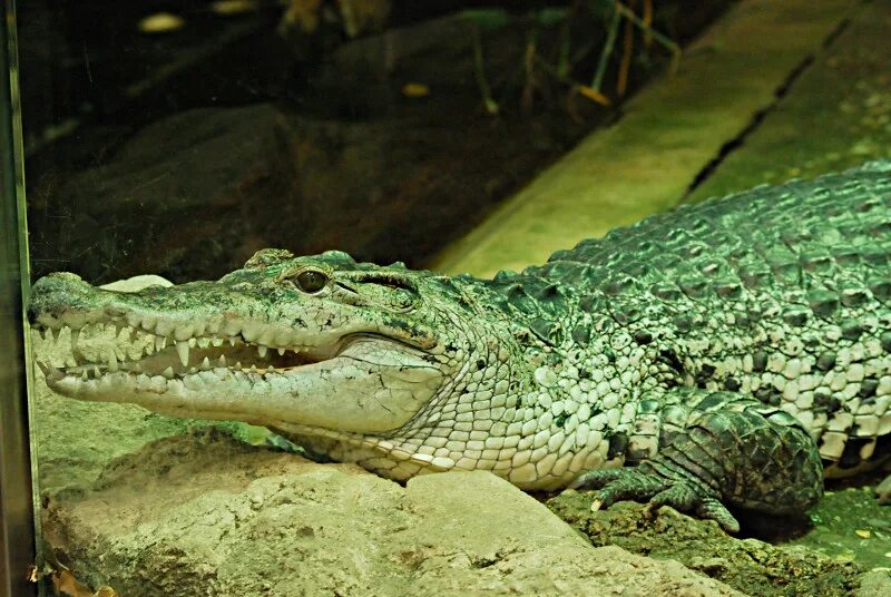 Какой крокодил зеленый. Новогвинейский крокодил. Крокодил Кайман зеленый. Новогвинейский крокодил самка. Салатовый крокодил.