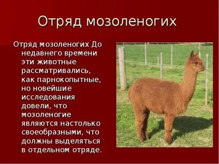 Проектная работа животные