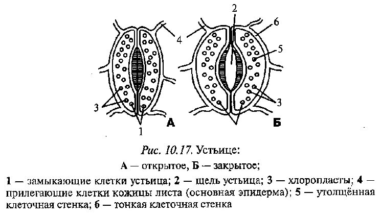 Хитрости растений. - скачать презентацию