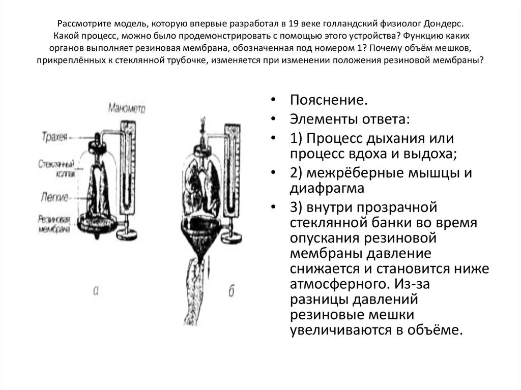 Дондерс модель ЕГЭ. В 19 веке голландский физиолог Дондерс. Опыт Дондерса ЕГЭ биология. Рассмотрите модель которую впервые разработал в 19.