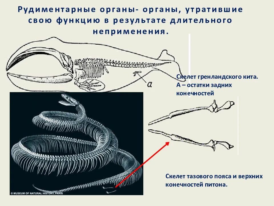 Рудиментарные органы пример доказательств. Рудиментарные органы животных. доказательства эволюции животных. рудименты задних конечностей у питона.