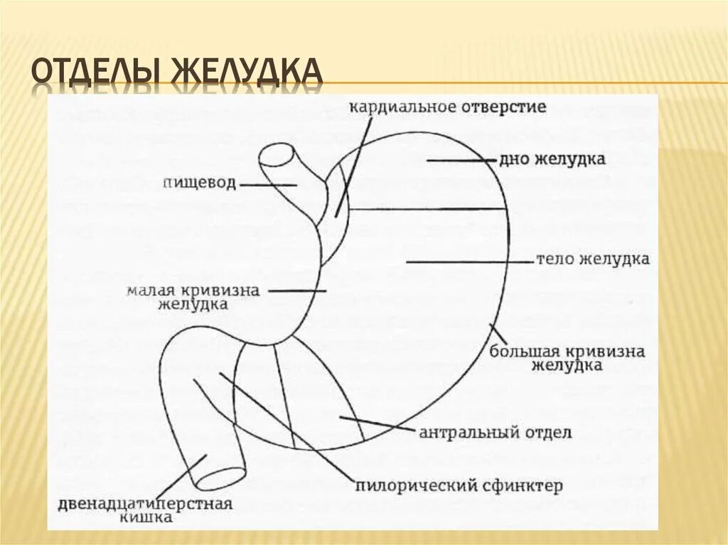 Какие отделы имеет желудок. Строение желудка привратник. Строение желудка анатомия отделы. Строение желудка анатомия схема. Строение отделов желудка схема.