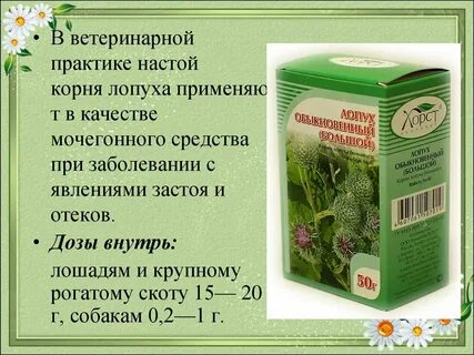 Какие травы пить мочегонные