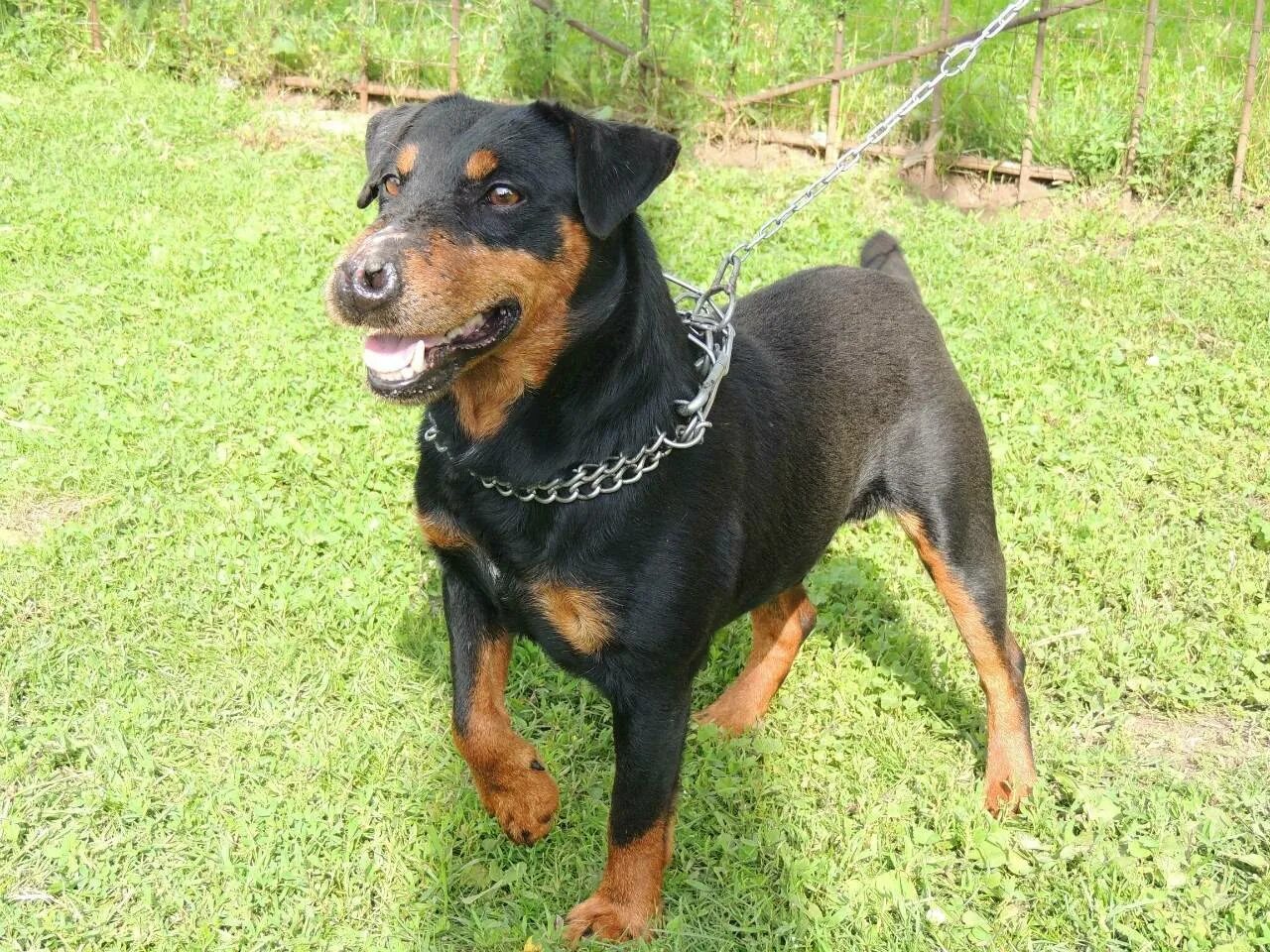 Немецкий ягдтерьер терьеры. Ягдтерьер жесткошерстный гладкошерстный. Ягт терьер. Ягт терьер. Немецкий охотничий терьер ягдтерьер.