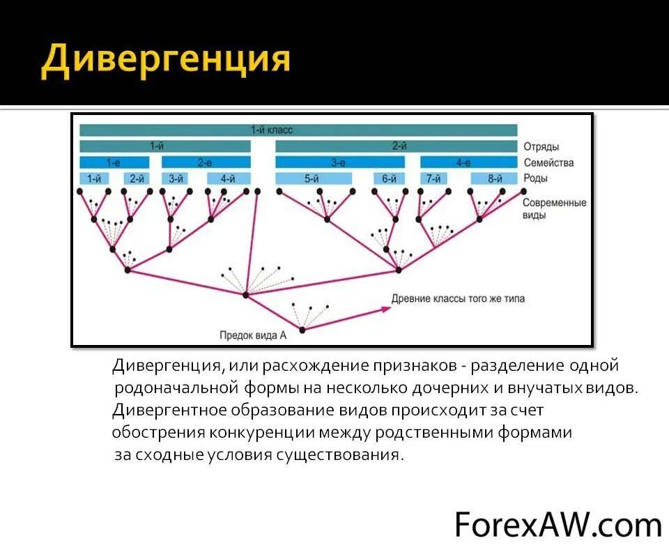 Дивергенция строение. Конвергенция и дивергенция в биологии. Дивергенция и конвергенция схема. Дивергенция таблица. Дивергенция конвергенция параллелизм.